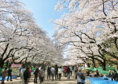 Ueno Park's cherry blossom (sakura) street.